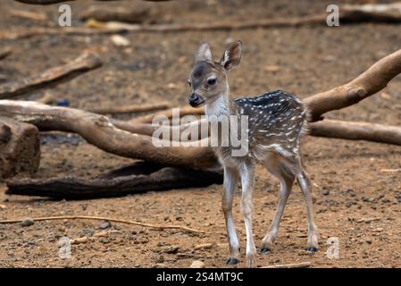 Ein neugeborenes geflecktes Hirsch zwischen großen Baumstämmen Stockfoto