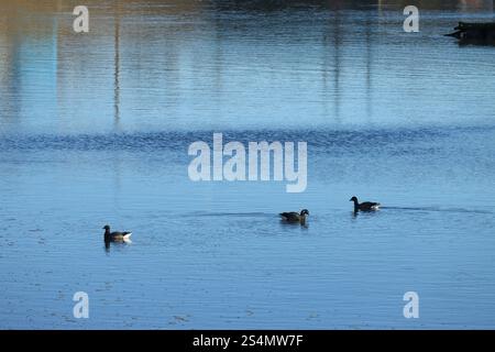 Drei kanadische Gänse schwimmen auf ruhigem blauem Wasser. Wellen und Reflexionen. Stockfoto