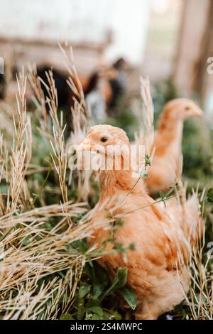Junge Buff Orpington Küken im Feld Stockfoto