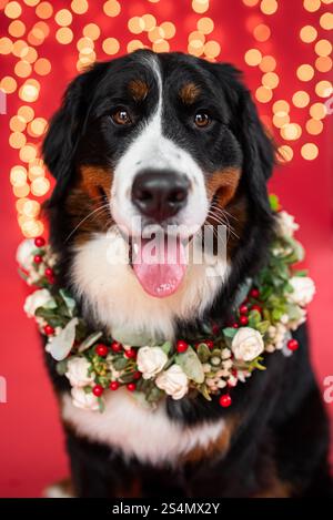 Berner Sennenhund mit einem Feiertagskranz Stockfoto