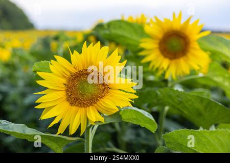 Wunderschöne Sonnenblumen wachsen auf einem Feld, ihre leuchtend gelben Blütenblätter stehen im Kontrast zu den grünen Blättern und dem bewölkten Himmel Stockfoto