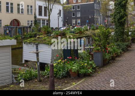 Amsterdam, Niederlande. 23. März 2024. Hausboot zum Verkauf an einem Kanal (raamgracht) in Amsterdam mit einem Dach voller grüner Pflanzen und Blumen (Tulpe Stockfoto