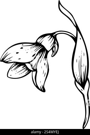 Illustration des Schneeglöckchens. Frühlingsblumen in Blüte. Handgezeichnetes lineares Design aus zarten weißen Blüten mit Blättern in schwarzer Tinte. Botanisches Set Stock Vektor