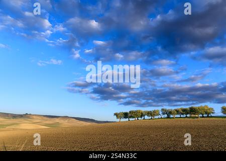 Zwischen Apulien und Basilikata: hügelige Landschaft mit Olivenbäumen auf gepflügten Flächen durch Wolken, Italien dominiert. Stockfoto