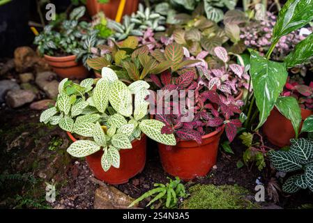 Farbenfrohe Fittonia-Pflanzen mit leuchtend grünen, roten und rosa geäderten Blättern in Terrakotta-Töpfen, die in einem natürlichen Garten angeordnet sind Stockfoto