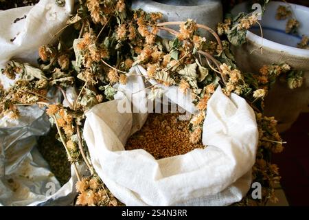Hopfen und Getreide in der Brauerei Chodovar und Bierkur Tschechien Stockfoto