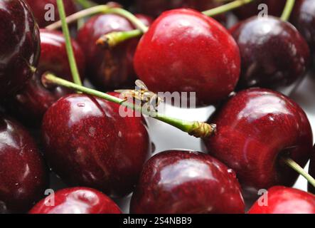Cherries and bee. Closeup fresh Cherry fruits - background Stockfoto
