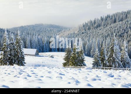 Winter Ruhe Berglandschaft mit Raureif und Schnee Fichten mit Schuppen-Gruppe in der Nähe von Wald bedeckt Stockfoto