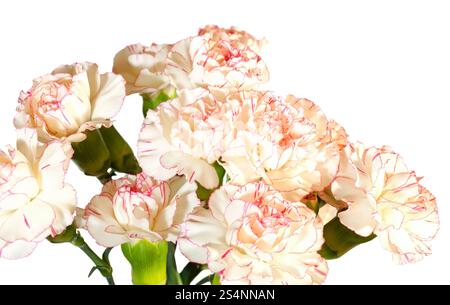 Weiß-rosa Nelke (Dianthus) Blüten Nasengang isoliert auf weißem Hintergrund. Verbundfoto mit beträchtlicher Schärfentiefe. Stockfoto