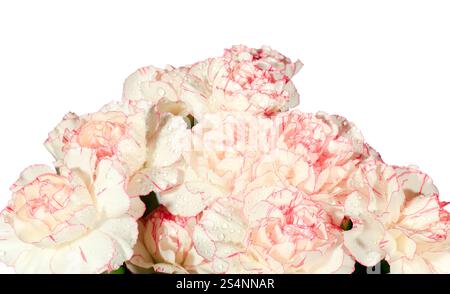 Weiß-rosa Nelke (Dianthus) blüht nosegay Teil mit Tau Tropfen isoliert auf weißem Hintergrund. Zusammengesetztes Foto mit beträchtlicher Tiefe von Stockfoto