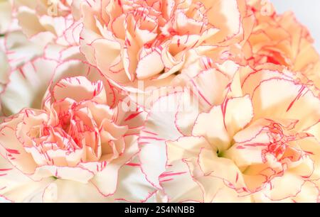 Weiß-rosa Nelke (Dianthus) Blüten Nasengang (Feiertage Natur Hintergrund). Verbundfoto mit beträchtlicher Schärfentiefe. Stockfoto