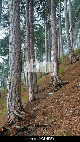 Sommer-Dunst-Wald aus Pinien auf Hügel (Berg Aj-Petri, Krim, Ukraine) Stockfoto