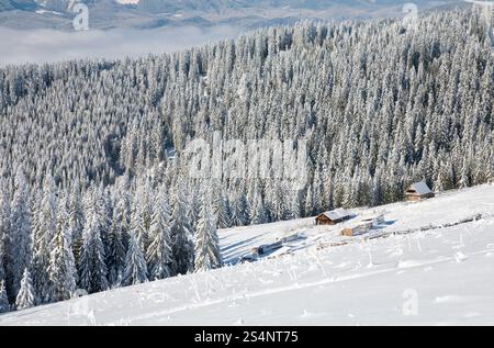 Winter Ruhe Berglandschaft mit Raureif und Schnee Fichten mit Schuppen-Gruppe in der Nähe von Wald bedeckt Stockfoto