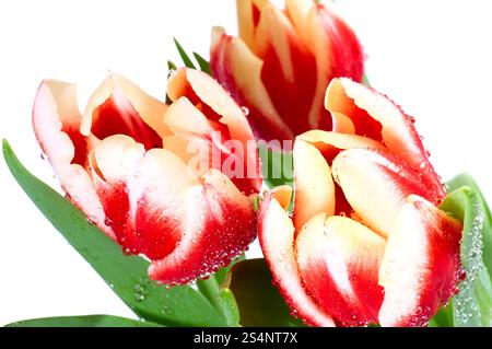 Frühlingsurlaub rot-weiße Tulpe Blumen isoliert auf weißem Hintergrund Stockfoto