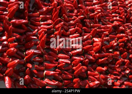 Rote Paprika trocknen an einer Wand. Trocknen von Pfeffersträuchern Stockfoto