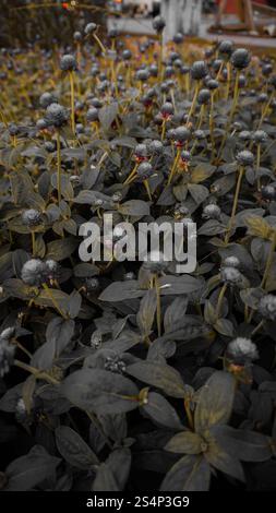 Nahaufnahme eines Feldes von Globus Amaranth Blüten mit violetten und roten Blüten. Stockfoto