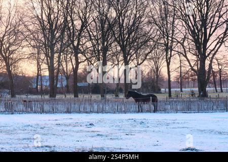 Pferde und Ponys stehen an einem sonnigen Wintertag auf einer frostigen Weide mit ländlichen niederländischen Bauernhäusern im Hintergrund. Stockfoto