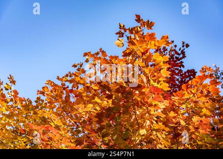 Herbstlaub im Central Park Stockfoto