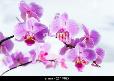 Schöne rosa-Magenta Orchideenblüten Cluster auf Schnee Hintergrund Stockfoto
