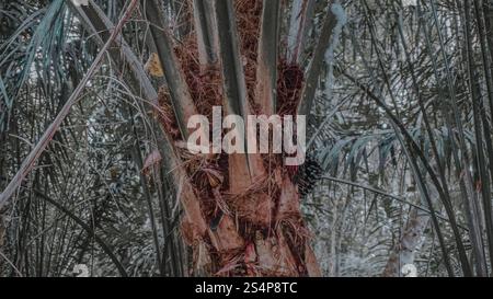 Nahaufnahme eines Palmenstammes mit dunklen Fruchtgruppen und faseriger Textur. Stockfoto
