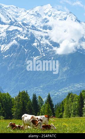 Herde Kühe auf blühende Waldwiese und Mont Blanc Bergmassiv (Tal von Chamonix, Frankreich, Blick vom Plaine Joux Stadtrand). Stockfoto