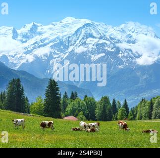 Herde Kühe auf blühende Waldwiese und Mont Blanc Bergmassiv (Tal von Chamonix, Frankreich, Blick vom Plaine Joux Stadtrand). Stockfoto