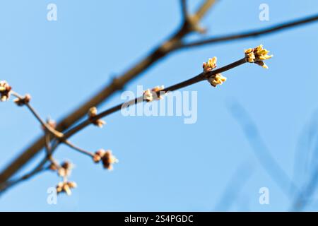 grüne Knospen an Apfelbaum Zweig mit blauen Himmelshintergrund im Frühjahr Stockfoto