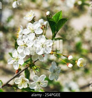 Zweig der weiß blühenden Kirschbäume im Frühlingsgarten Stockfoto
