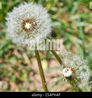 zwei Samenköpfe von Löwenzahn Blowballs auf Rasen hautnah auf Rasen Stockfoto