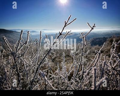 An einem kalten Wintermorgen bedeckt der Frost die Zweige der Büsche, während das Sonnenlicht hell am blauen Himmel leuchtet. Die friedliche Landschaft zeigt einen fernen Hügel Stockfoto
