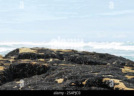 Kolonie Muscheln auf Küste des Atlantischen Ozeans in Costa da Morte, Galicien, Spanien Stockfoto