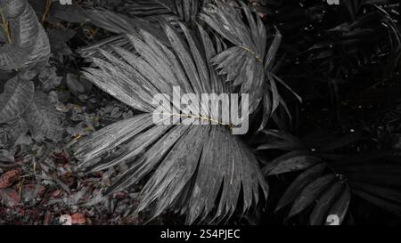 Eine Nahaufnahme eines großen, strukturierten Palmblattes mit einem monochromen Filter, der seine komplexen Muster und Adern hervorhebt. Das umgebende Laub ist verschwommen, Stockfoto