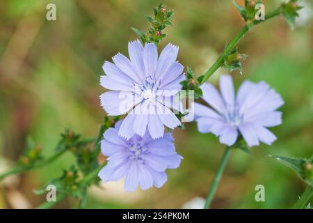 blaue Blumen des gemeinsamen Chicorée hautnah im Sommer Stockfoto