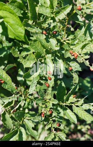 viele der Kartoffelkäfer Larve auf Kartoffel-Sträucher im Garten Stockfoto