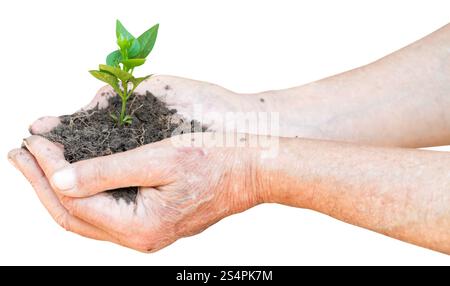 Boden und grün sprießen in männlichen Händen isoliert auf weißem Hintergrund Stockfoto