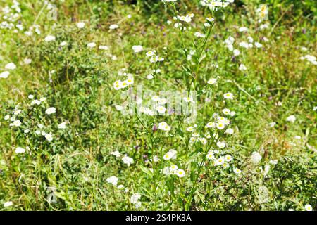 Matricaria Blumen auf der Wiese am sonnigen Sommertag Stockfoto