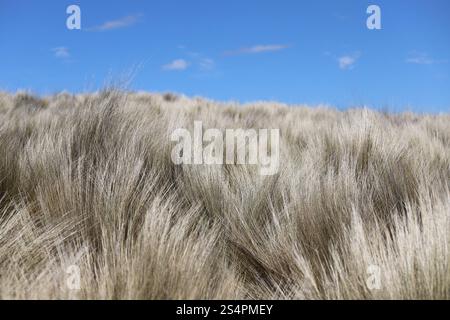 Wenn Gras zu Meer wird. Im argentinischen Condorito Park erstreckt sich ein weites, weißes Meer aus Pampas-Gras unter einem klaren blauen Himmel Stockfoto