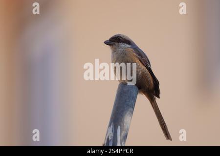 Graue Krabbe (Lanius tephronotus) Stockfoto