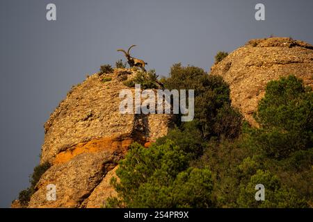 Iberischer Steinbock, Montserrat, Katalonien Stockfoto
