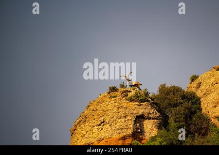 Iberischer Steinbock, Montserrat, Katalonien Stockfoto