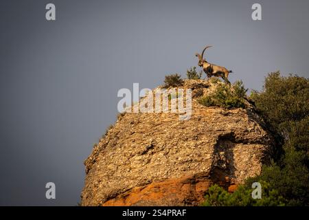 Iberischer Steinbock, Montserrat, Katalonien Stockfoto
