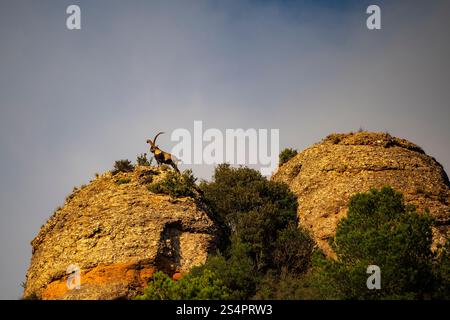 Iberischer Steinbock, Montserrat, Katalonien Stockfoto