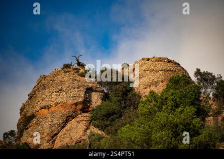 Iberischer Steinbock, Montserrat, Katalonien Stockfoto