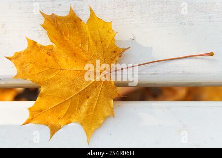 eine gelbe Ahornblatt auf Bank im Herbst Stockfoto