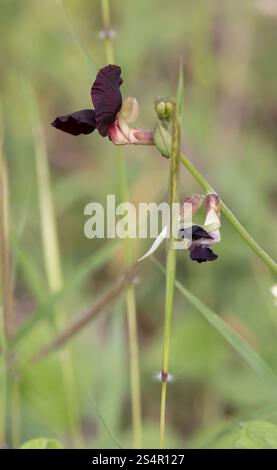 Violette Buschbohne (Macroptilium atropurpureum) Stockfoto