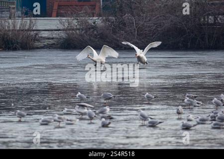 Zwei wilde, stumme britische Schwäne (Cygnus olor) jagen sich im Winter über einen gefrorenen Pool, die Flügel breiten sich aus. Stockfoto