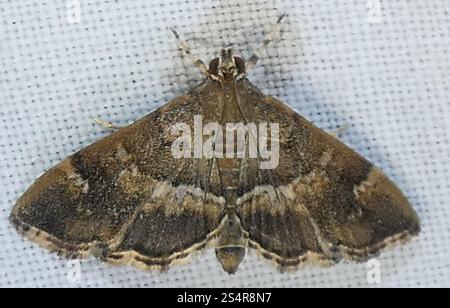 Gefleckte Rüben Webworm Motte (Hymenia perspectalis) Stockfoto