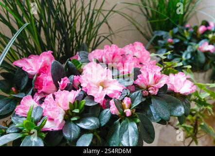 Kleine rosa Azaleen wundervolle Sommerblumenpflanze Stockfoto