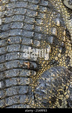 Eine Krokodil-Farm in der Nähe der Stadt Siem Riep im Westen Kambodschas. Stockfoto