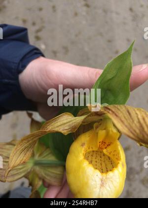 Großer gelber Damenschuh (Cypripedium parviflorum pubescens) Stockfoto